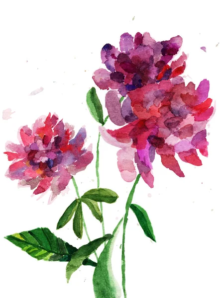Akvarel Ilustrace Roztomilá Kytice Tmavě Růžové Pivoňkové Květy Listy Izolované — Stock fotografie