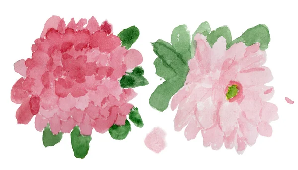 Illustration Aquarelle Fleurs Roses Pivoines Mignonnes Feuilles Isolées Sur Fond — Photo