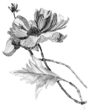 Beyaz arka planda bulunan kır çiçekleri, otları ve haşhaş çiçeğini gösteren tek renkli kalem çizimi. Broşür kapağı, tebrik kartı, düğün davetiyesi.