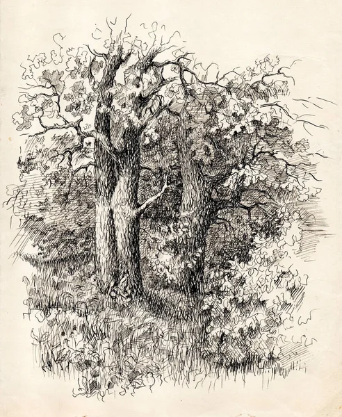 Oak Tree Grove Black White Doodle Sketch Vintage Ink Pen — Stock Fotó
