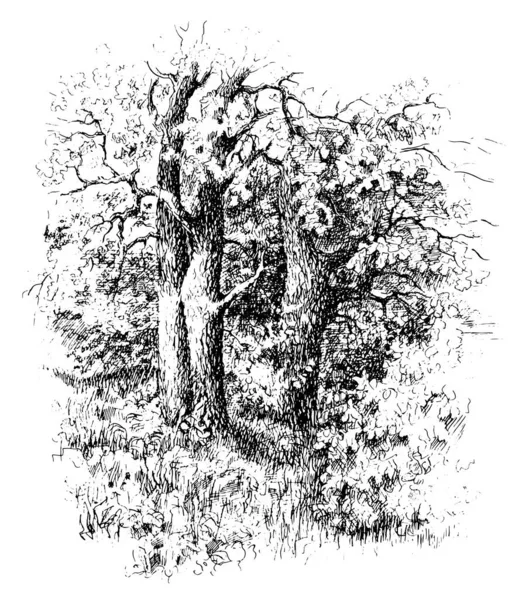 Oak Tree Grove Vector Trazado Boceto Tinta Vintage Lápiz Dibujo — Archivo Imágenes Vectoriales