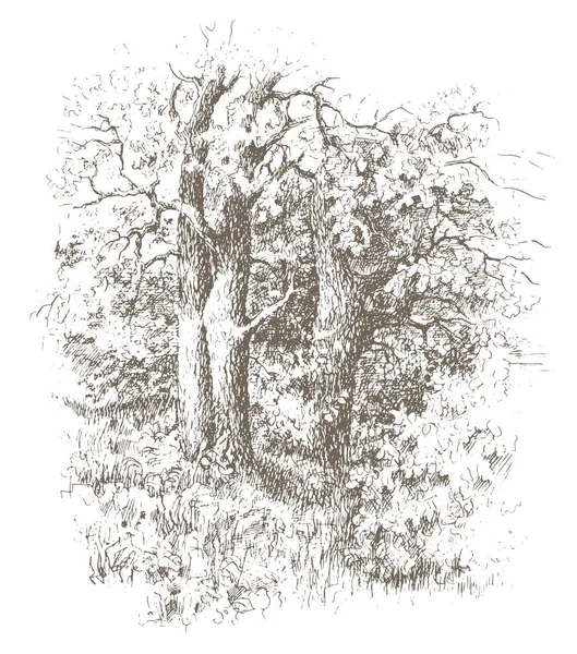 Oak Tree Grove Vector Trazado Boceto Tinta Vintage Lápiz Dibujo — Archivo Imágenes Vectoriales