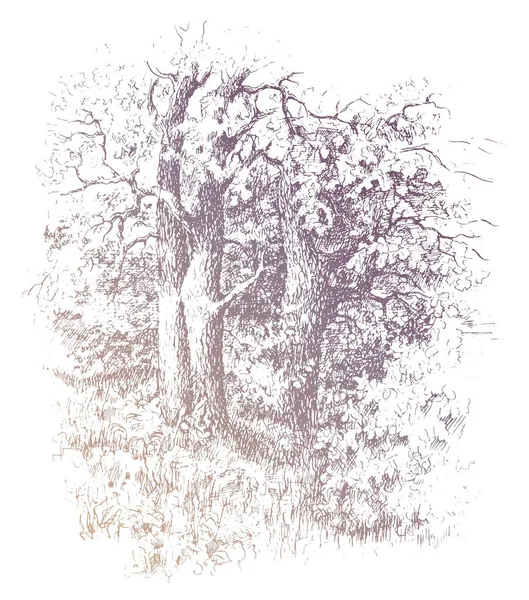 Oak Tree Grove Vector Trazado Boceto Tinta Vintage Lápiz Dibujo — Archivo Imágenes Vectoriales