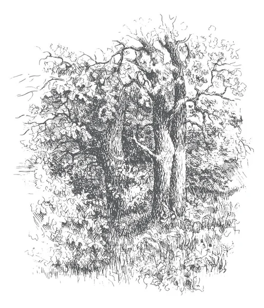 Oak Tree Grove Vector Traced Sketch Vintage Ink Pen Black — Image vectorielle