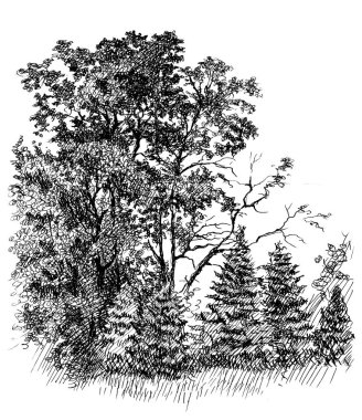 Meşe Ağacı Korusu ve genç köknar ağacı. Klasik mürekkep ve kalem çizimi siyah beyaz çizim 