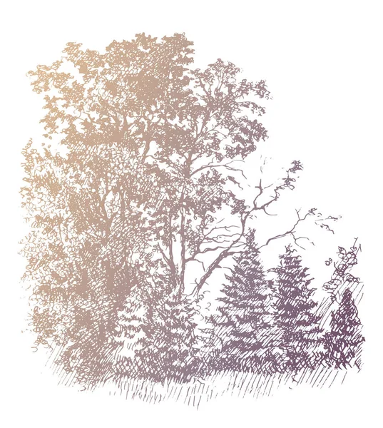 Oak Tree Grove Young Fir Tree Vintage Ink Pen Sketch — Stock Vector