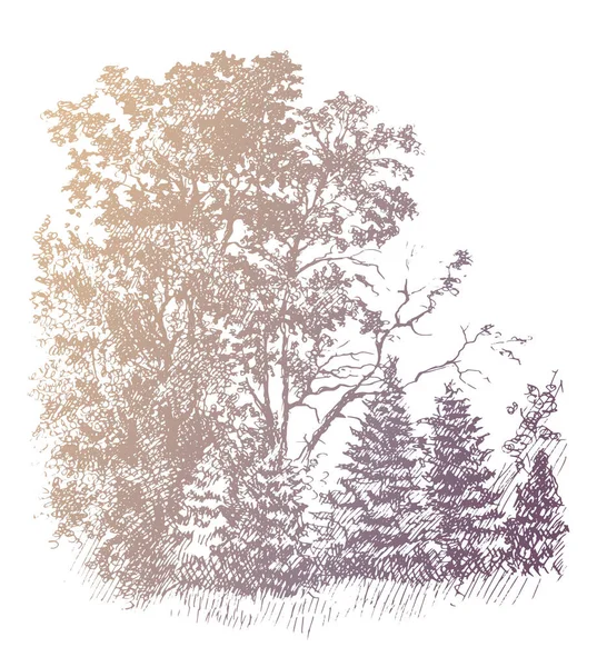 Chênaies Jeunes Sapins Encre Vintage Croquis Stylo Dessin Couleur Trace — Image vectorielle