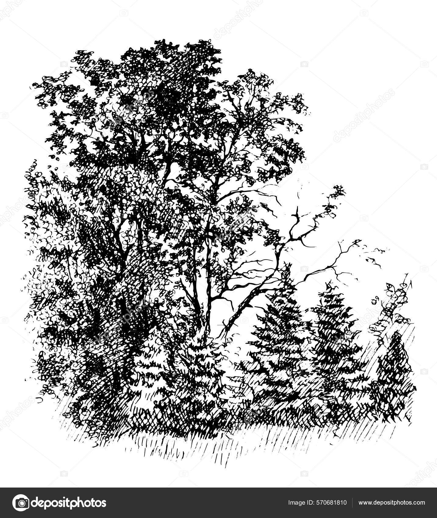 橡树林和小枞树古墨水和笔迹黑白画矢量痕迹图库矢量图©L.Kramer 570681810, image size:1433x1700