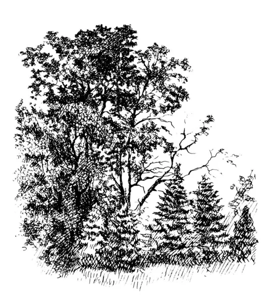 Meşe Ağacı Korusu Genç Köknar Ağacı Klasik Mürekkep Kalem Çizimi — Stok Vektör