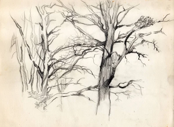 Desenho Lápis Vintage Com Árvores Velhas Papel Bege Desbotado — Fotografia de Stock