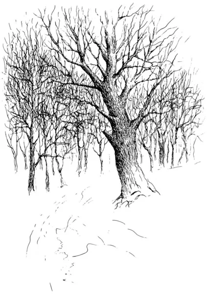 Krajobraz Drzewo Zima Park Nivki Ślad Czarny Białym — Wektor stockowy
