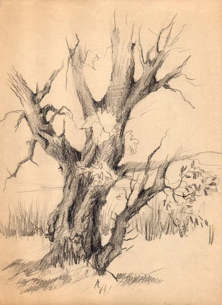 Starý Strom Svačinami Archivní Kresba Tužkou Starý Papír — Stock fotografie