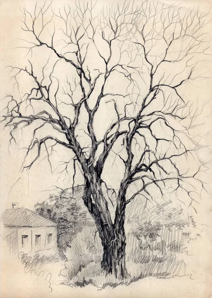 Starý Strom Bez Listí Starobylé Ulici Kyjevě Archivní Kresba Tužkou — Stock fotografie