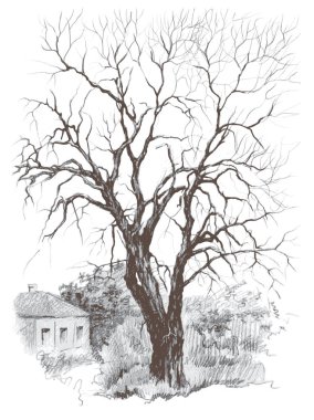 Kyiv 'deki antik caddede yaprakları olmayan yaşlı ağaç, vektör, klasik kalem çizimi izi bıraktı. 