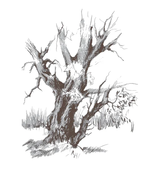 Starý Strom Svahy Vektorově Stopovaná Archivní Kresba Tužkou — Stockový vektor
