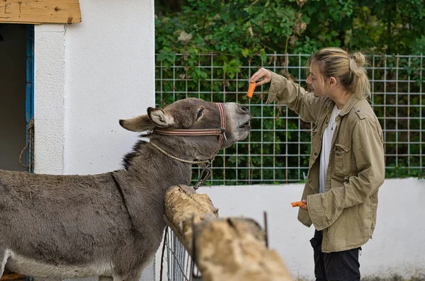 Uzun sarı saçlı genç bir adam bir eşeği havuçla besliyor.