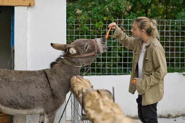 Uzun sarı saçlı genç bir adam bir eşeği havuçla besliyor.