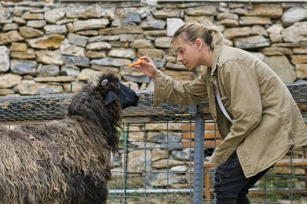 Uzun sarı saçlı genç bir adam bir kara koyunu havuçla besliyor.