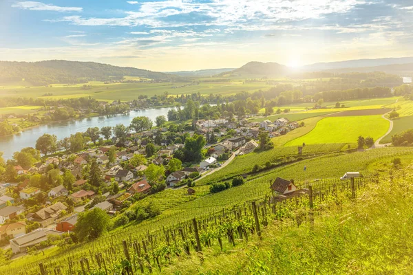 Buhar Rhein Vineyard Terasları — Stok fotoğraf