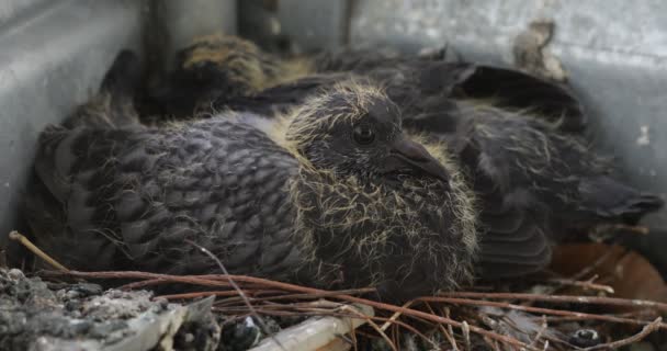 Poussins de pigeon de roche dans le nid — Video