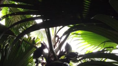 Coco de mer 'in Kadını Yavaş Hareket