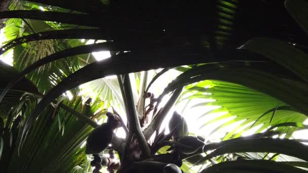 Жінка з кокосового горіха SLOW MotION — стокове відео