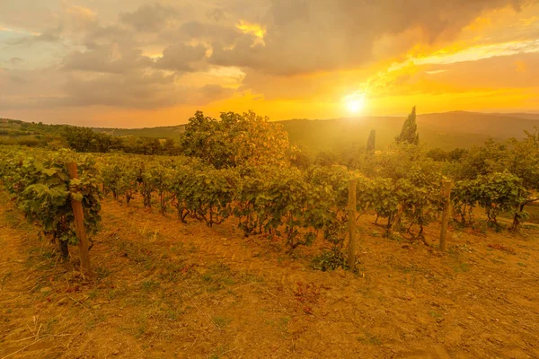 Toszkána szőlőültetvényei — Stock Fotó
