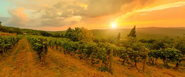 Wijngaarden van het wijnbouwdorp Toscane — Stockfoto