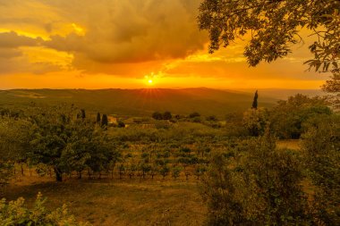 Toskana 'daki üzüm bağları.