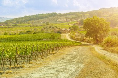 Toskana 'nın şarapçı köyünün üzüm bağları