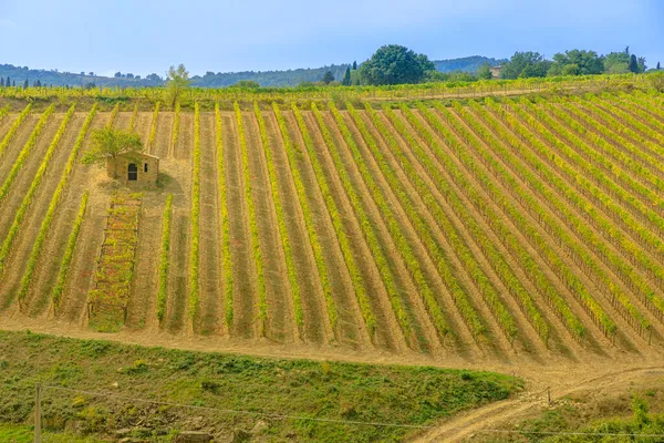 Szőlőültetvények Montalcino falu Toszkána — Stock Fotó