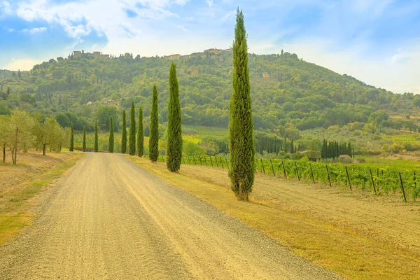 Wijngaarden van Toscane — Stockfoto