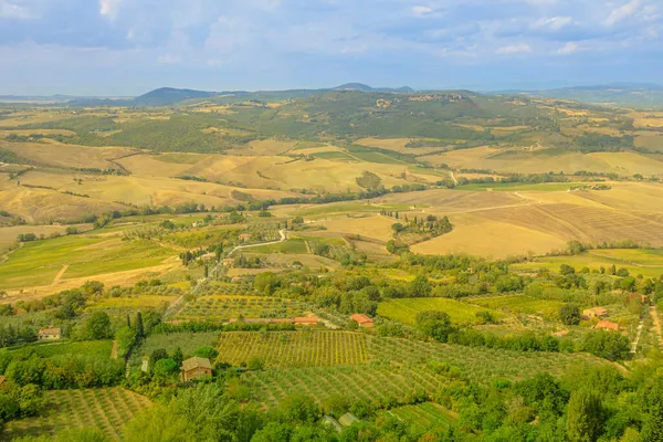 Wijngaarden van de wijnbouw Toscane — Stockfoto