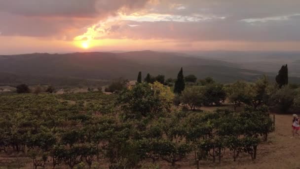 Vigneti della Toscana vitivinicola — Video Stock