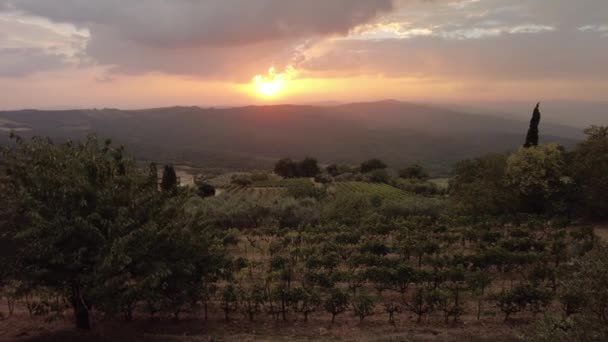 Wijngaarden van het wijnbouwdorp Toscane — Stockvideo