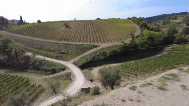 Winnice uprawy winorośli w Toskanii — Wideo stockowe