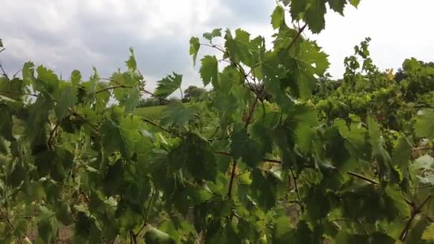 Vinrankor från vinodlingsbyn Toscana — Stockvideo