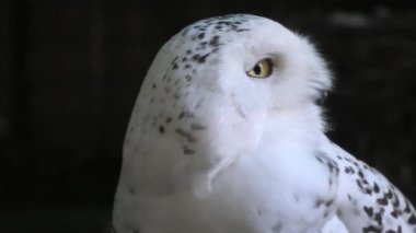 kar baykuşu yakın çekim