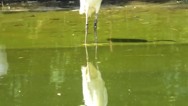 Garza blanca en un lago — Vídeo de stock