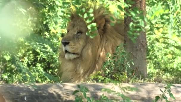 Close-up van gezicht van mannelijke leeuw — Stockvideo