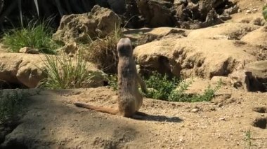 Kum arka planında mirket veya suricate