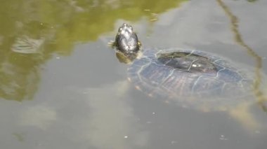 Kırmızı kulaklı sürgülü kaplumbağa yüzüyor.