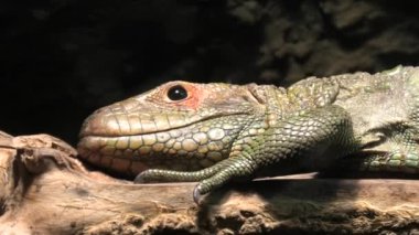 Kuzey caiman kertenkele