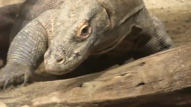 Avustralya 'dan Komodo ejderhası.