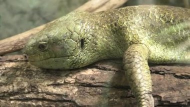 Solomon Adaları skink