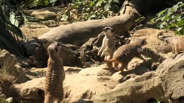 Meerkat eller surikat på sand bakgrund — Stockvideo