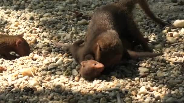 Cachorro de mangosta enano común con madre — Vídeos de Stock