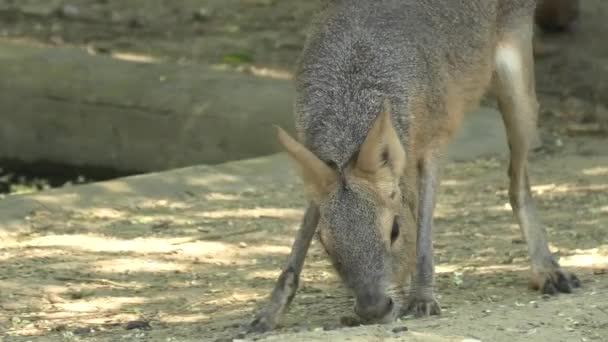 Patagonian mara grazing — Stock Video