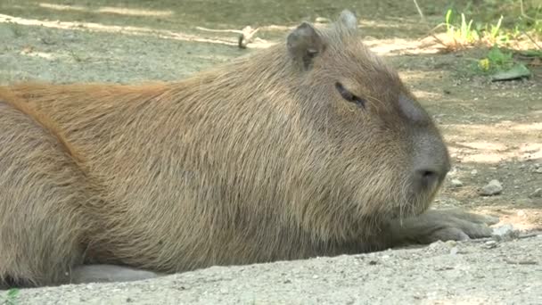 Capybara Капібара hydrochaeris — стокове відео