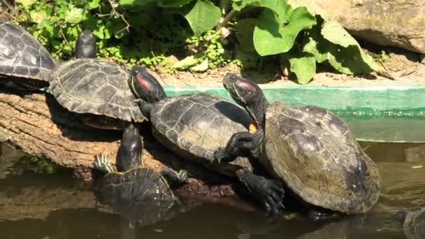 Kaydırıcıyı kırmızı kulaklı kaplumbağaların — Stok video